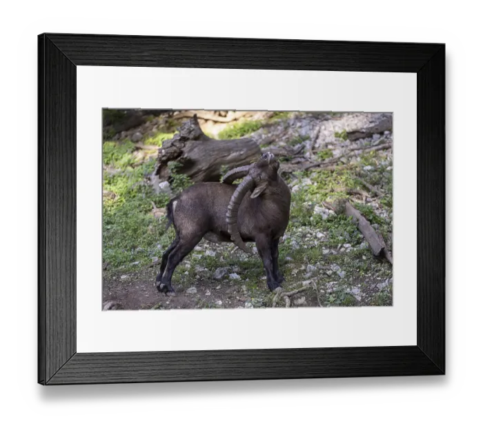 Framed Print : An ibex stands on a rocky ground