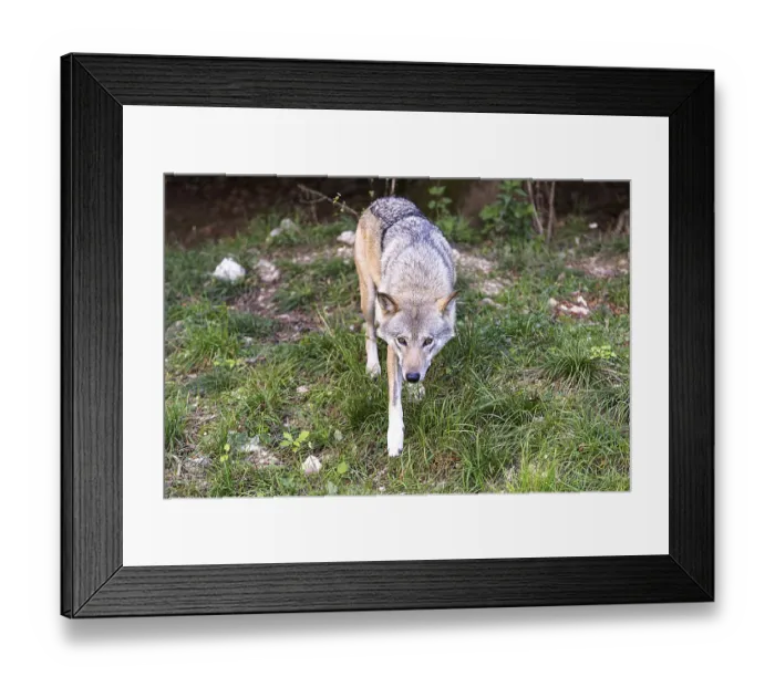 Framed Print : A wolf moves focussed on a forest path Framed Print : A wolf moves focussed on a forest path