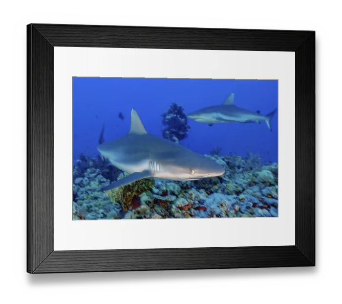 Framed Print : Dynamic photo of large Grey reef shark (Carcharhinus amblyrhynchos)