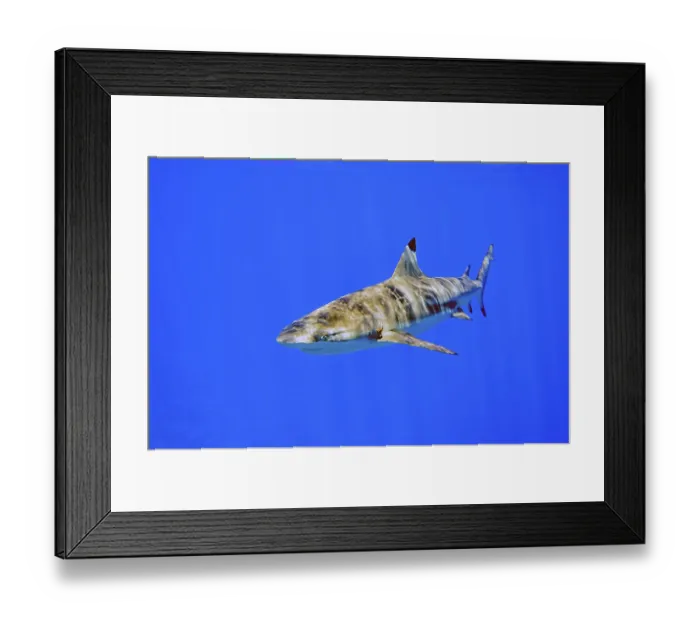Framed Print : Underwater photo of blacktip reef shark (Carcharhinus melanopterus) Framed Print : Underwater photo of blacktip reef shark (Carcharhinus melanopterus)