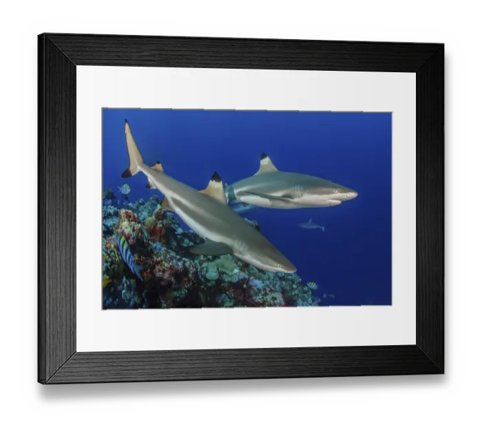Framed Print : Underwater photo of two specimens of blacktip reef shark (Carcharhinus melanopterus)