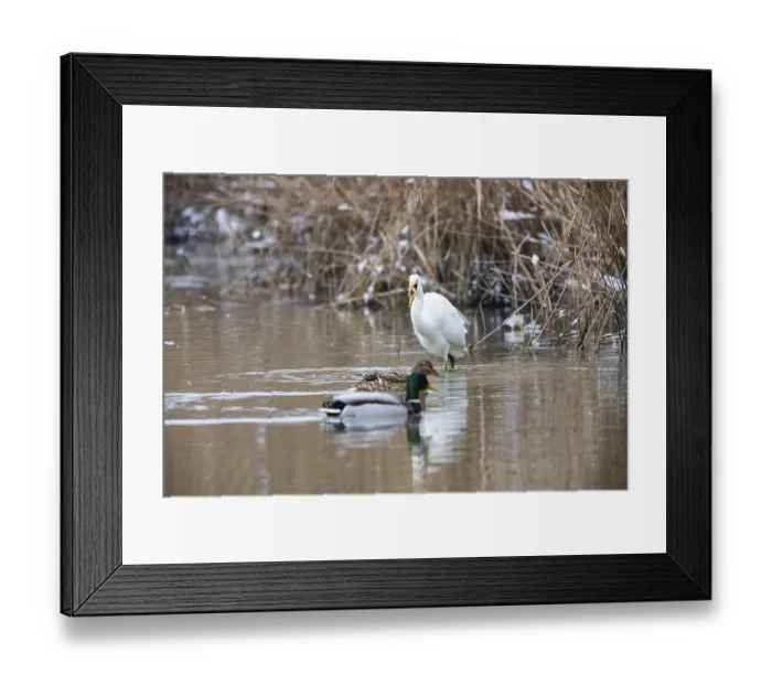Framed Print : Great White Egret (Egretta alba) Germany