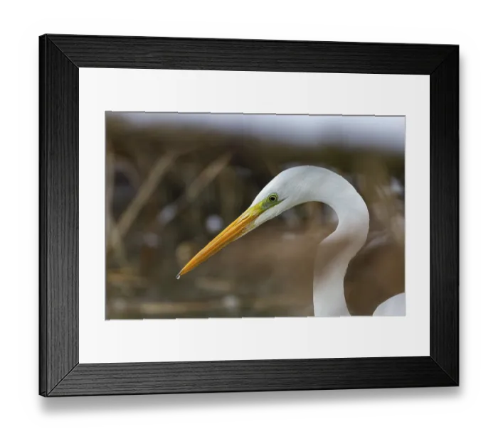 Framed Print : Great White Egret (Egretta alba) Germany Framed Print : Great White Egret (Egretta alba) Germany