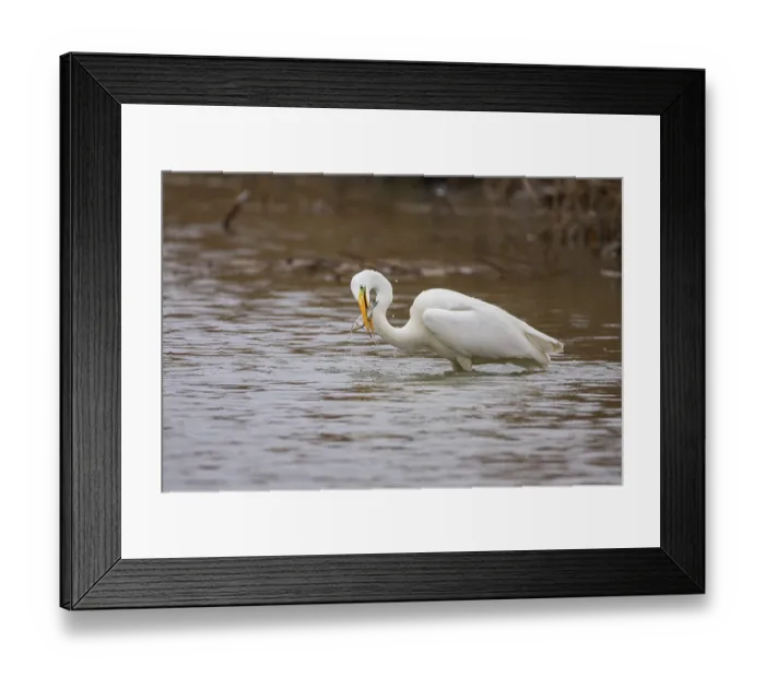 Framed Print : Great White Egret (Egretta alba) Germany Framed Print : Great White Egret (Egretta alba) Germany