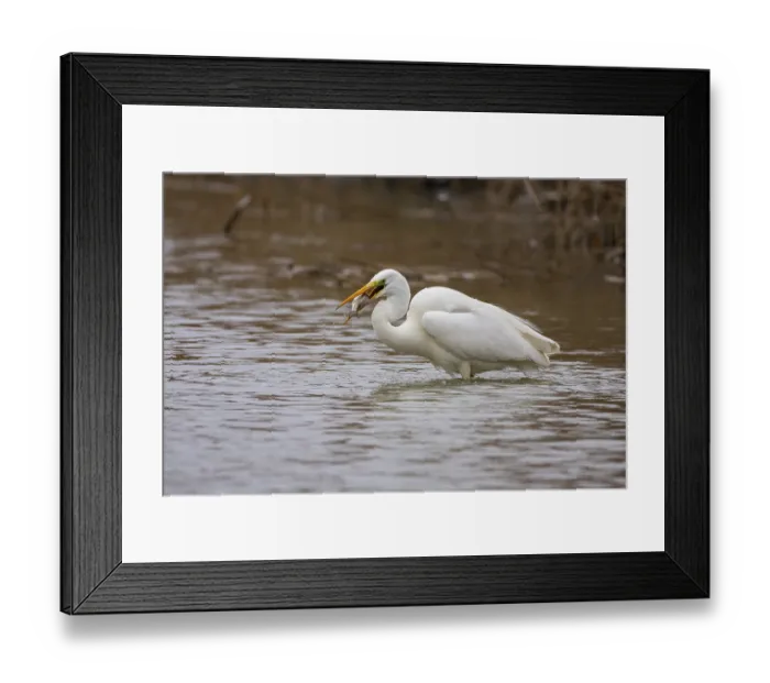 Framed Print : Great White Egret (Egretta alba) Germany Framed Print : Great White Egret (Egretta alba) Germany