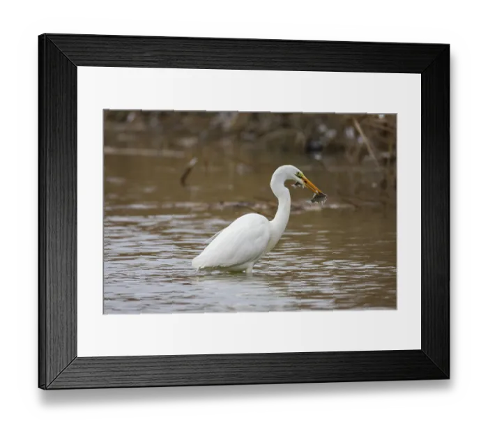 Framed Print : Great White Egret (Egretta alba) Germany Framed Print : Great White Egret (Egretta alba) Germany