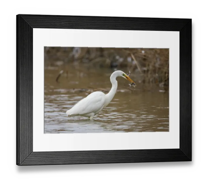 Framed Print : Great White Egret (Egretta alba) Germany Framed Print : Great White Egret (Egretta alba) Germany