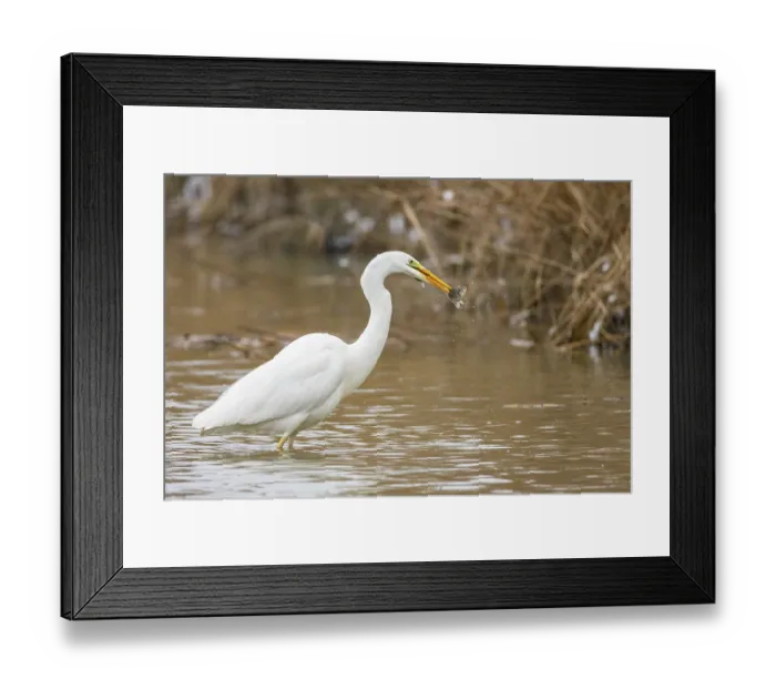 Framed Print : Great White Egret (Egretta alba) Germany