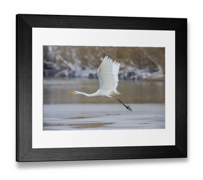 Framed Print : Great White Egret (Egretta alba) Germany Framed Print : Great White Egret (Egretta alba) Germany