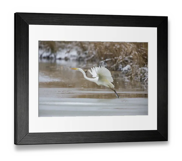 Framed Print : Great White Egret (Egretta alba) Germany