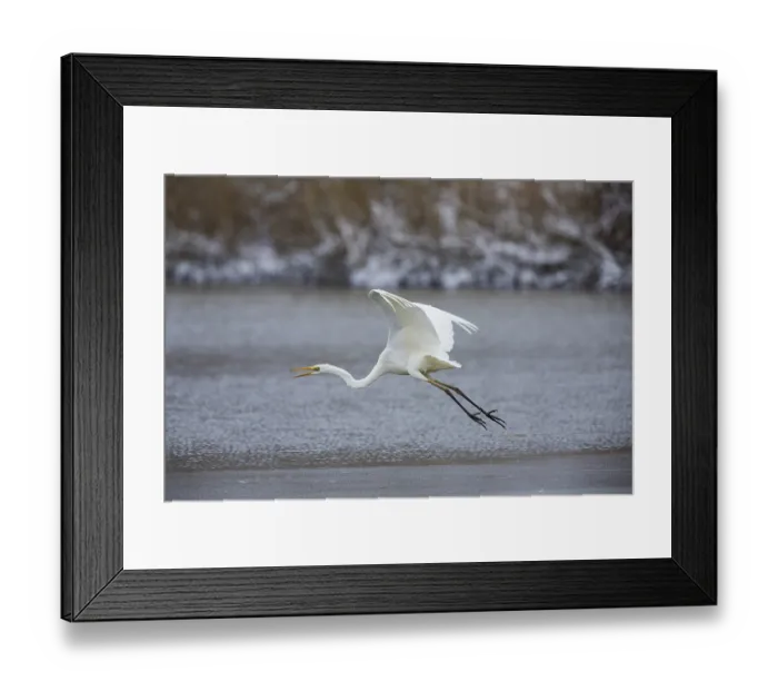 Framed Print : Great White Egret (Egretta alba) Germany Framed Print : Great White Egret (Egretta alba) Germany