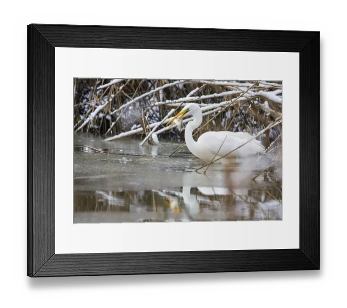 Framed Print : Great White Egret (Egretta alba) Germany