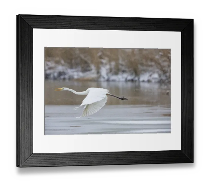 Framed Print : Great White Egret (Egretta alba) Germany Framed Print : Great White Egret (Egretta alba) Germany
