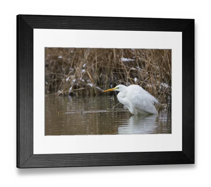 Framed Print : Great White Egret (Egretta alba) Germany Framed Print : Great White Egret (Egretta alba) Germany