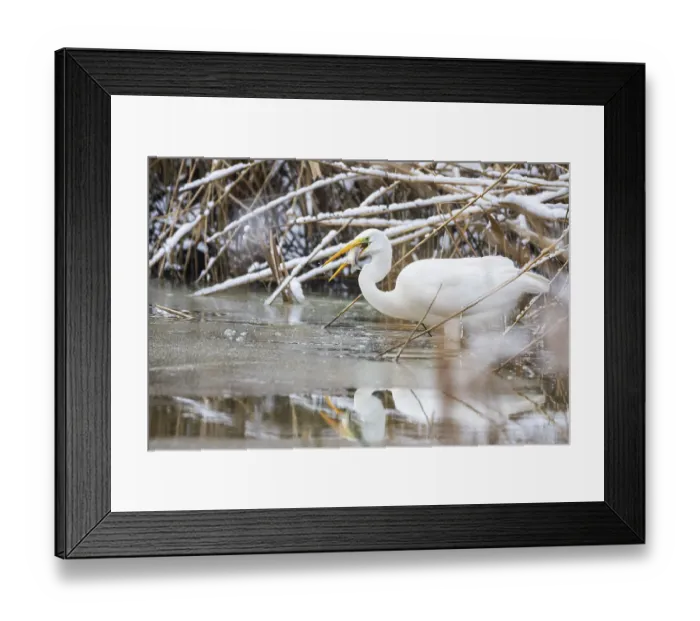 Framed Print : Great White Egret (Egretta alba) Germany Framed Print : Great White Egret (Egretta alba) Germany