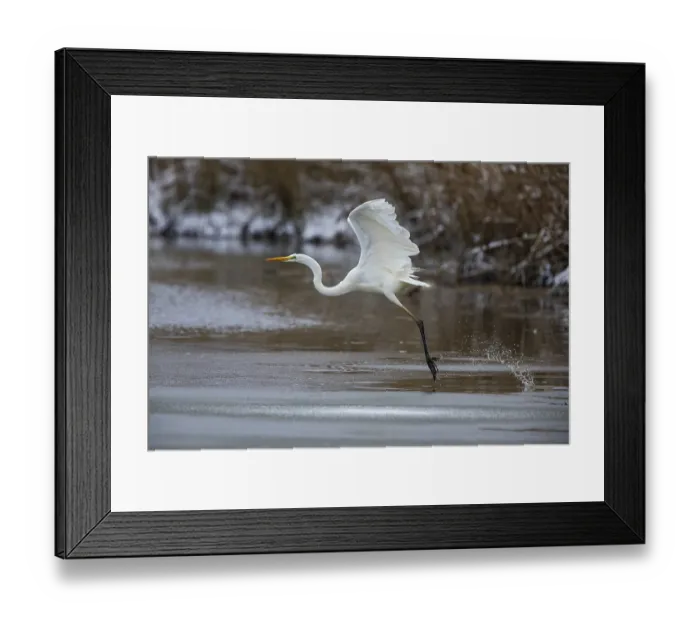 Framed Print : Great White Egret (Egretta alba) Germany Framed Print : Great White Egret (Egretta alba) Germany