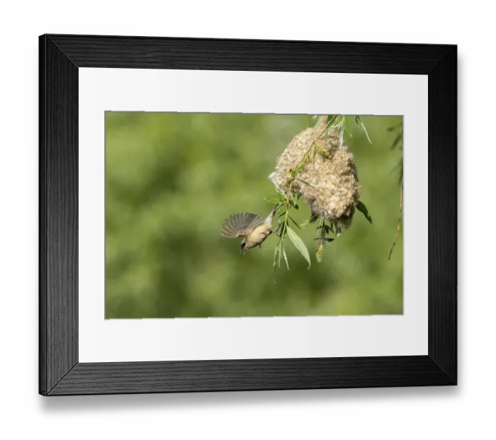 Framed Print : Penduline Tit (Remiz pendulinus) taking off from the nest Framed Print : Penduline Tit (Remiz pendulinus) taking off from the nest