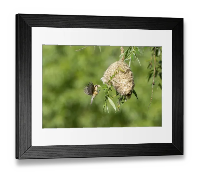 Framed Print : Penduline Tit (Remiz pendulinus) approaching the nest Framed Print : Penduline Tit (Remiz pendulinus) approaching the nest