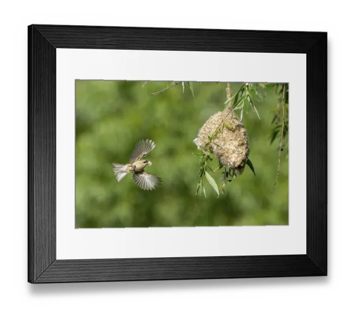 Framed Print : Penduline Tit (Remiz pendulinus) approaching the nest