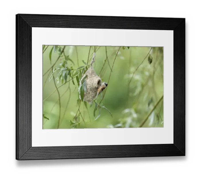 Framed Print : Penduline Tit (Remiz pendulinus) building a nest Framed Print : Penduline Tit (Remiz pendulinus) building a nest