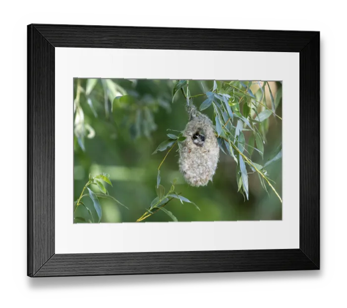 Framed Print : Penduline Tit (Remiz pendulinus) sitting in a nest
