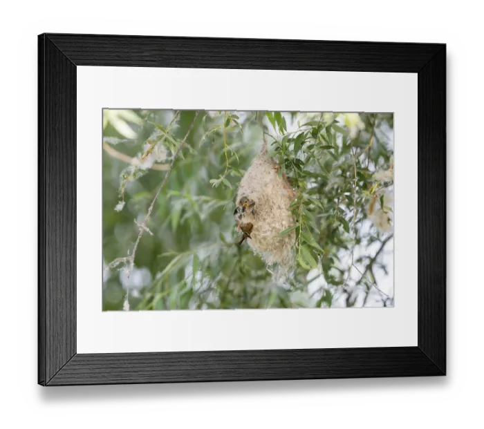 Framed Print : Penduline Tit (Remiz pendulinus) Framed Print : Penduline Tit (Remiz pendulinus)