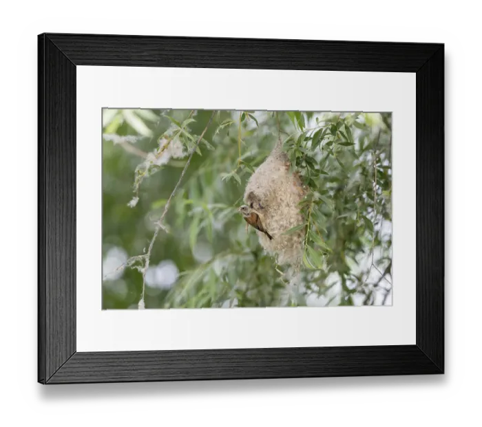 Framed Print : Penduline Tit (Remiz pendulinus)