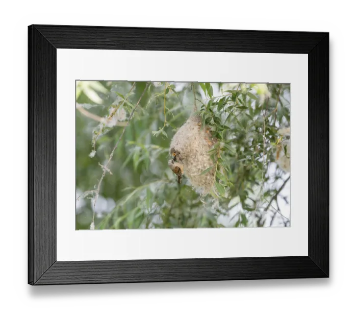Framed Print : Penduline Tit (Remiz pendulinus) Framed Print : Penduline Tit (Remiz pendulinus)
