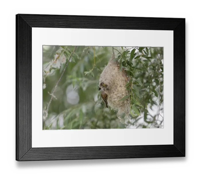 Framed Print : Penduline Tit (Remiz pendulinus) Framed Print : Penduline Tit (Remiz pendulinus)