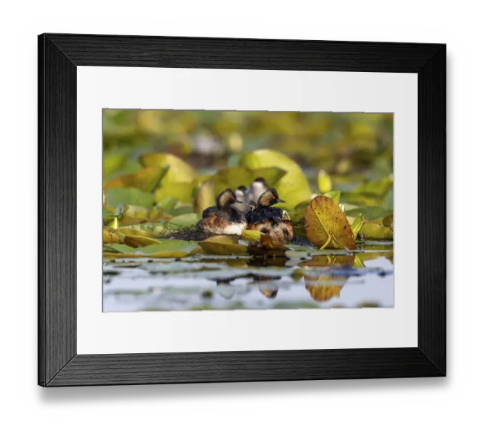Framed Print : Black-necked Grebe (Podiceps nigricollis) at the nest with young
