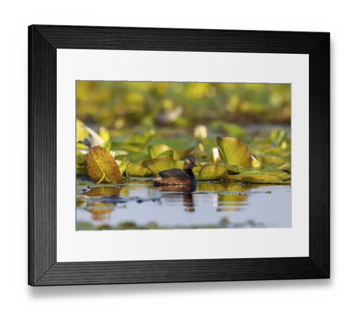 Framed Print : Black-necked Grebe (Podiceps nigricollis) swimming Framed Print : Black-necked Grebe (Podiceps nigricollis) swimming