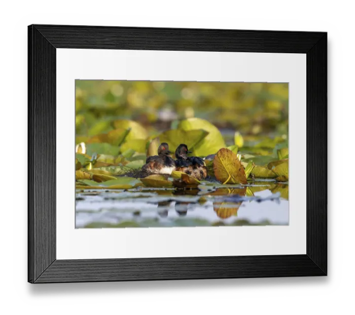 Framed Print : Black-necked Grebe (Podiceps nigricollis) at the nest with young
