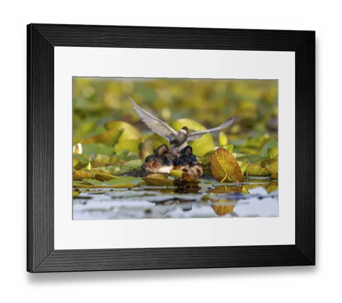 Framed Print : Black-necked Grebe (Podiceps nigricollis) at the nest with young Framed Print : Black-necked Grebe (Podiceps nigricollis) at the nest with young