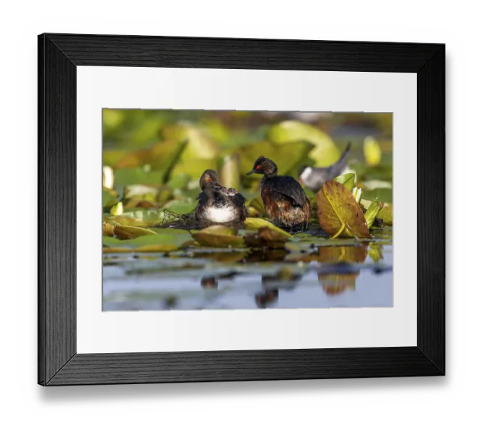 Framed Print : Black-necked Grebe (Podiceps nigricollis) at the nest with young Framed Print : Black-necked Grebe (Podiceps nigricollis) at the nest with young