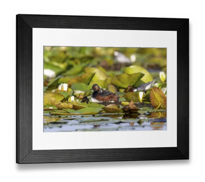 Framed Print : Black-necked Grebe (Podiceps nigricollis) at the nest with young