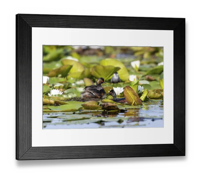 Framed Print : Black-necked Grebe (Podiceps nigricollis) at the nest with young Framed Print : Black-necked Grebe (Podiceps nigricollis) at the nest with young
