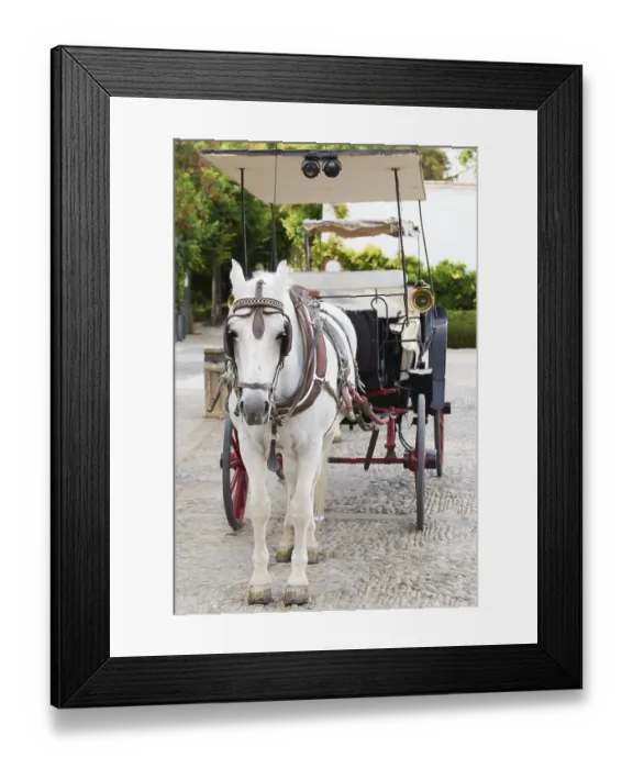 Framed Print : White horse standing harnessed to a carriage on an old cobblestone street in ronda