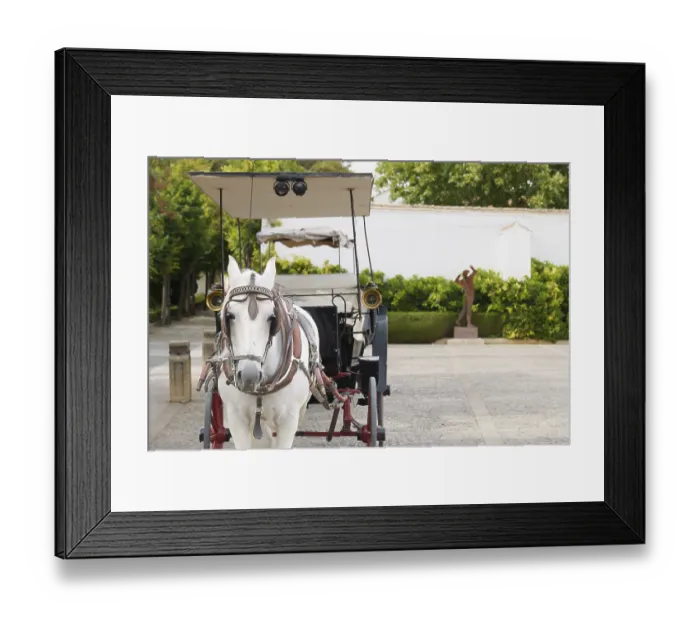 Framed Print : White horse harnessed to a traditional carriage