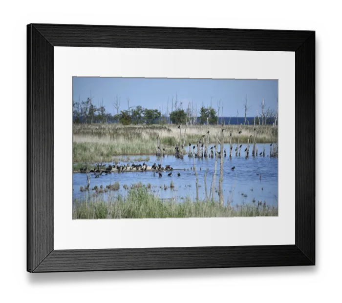 Framed Print : Kormorane, (Phalacrocorax carbo) in den Wasserlaufen und Salzwiesen auf dem DarB