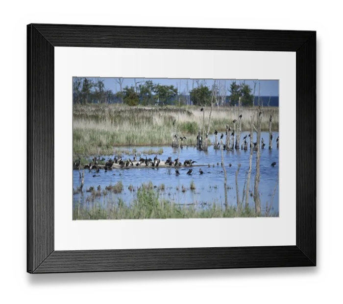 Framed Print : Kormorane, (Phalacrocorax carbo) in den Wasserlaufen und Salzwiesen auf dem DarB