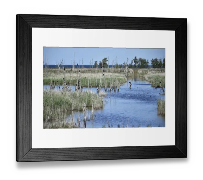 Framed Print : Kormorane, (Phalacrocorax carbo) in den Wasserlaufen und Salzwiesen auf dem DarB