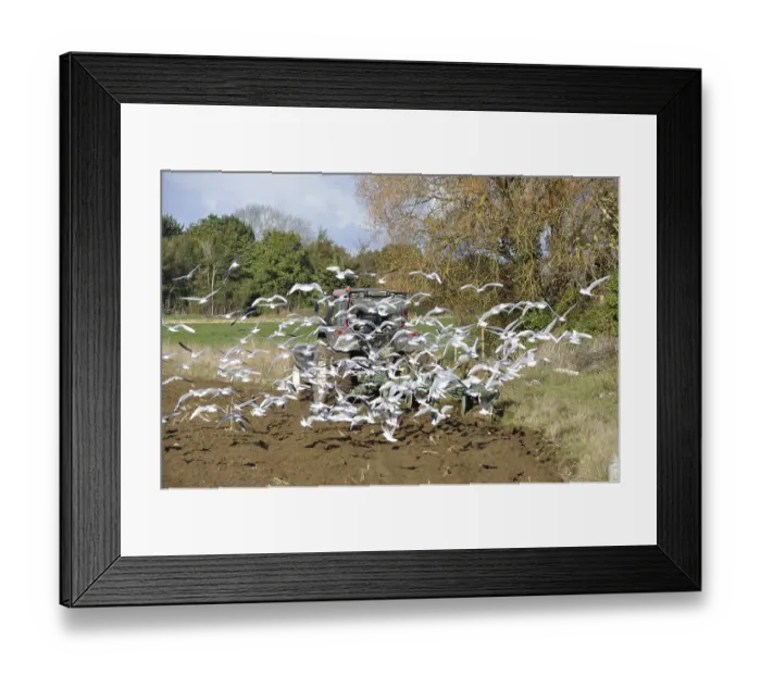 Framed Print : Plow tractor surrounded by seagulls Framed Print : Plow tractor surrounded by seagulls