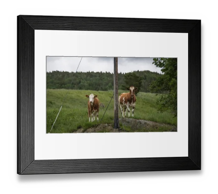Framed Print : Zwei Kuhe stehen neugierig auf einer Weide neben einem Strommast Framed Print : Zwei Kuhe stehen neugierig auf einer Weide neben einem Strommast