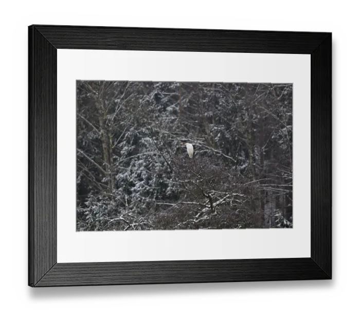 Framed Print : Silberreiher (Ardea alba) in einer schneebedeckten Baumkrone Framed Print : Silberreiher (Ardea alba) in einer schneebedeckten Baumkrone
