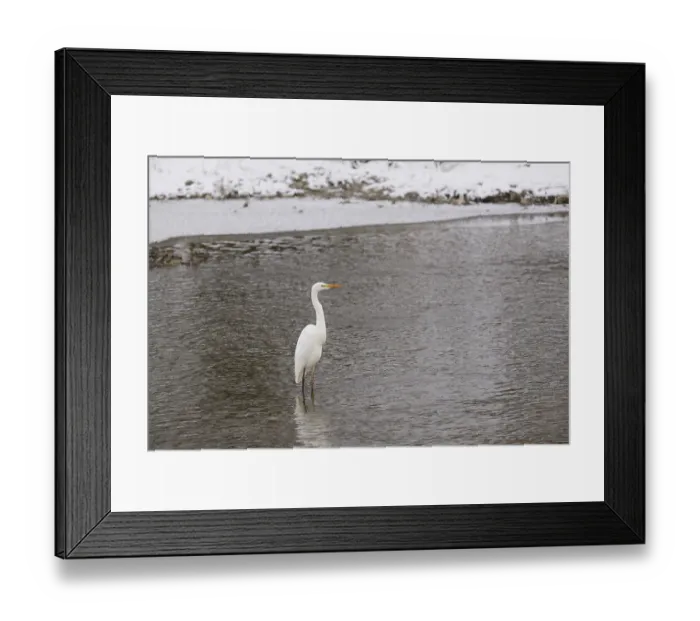 Framed Print : Silberreiher (Ardea alba) steht in einer winterlichen Flusslandschaft