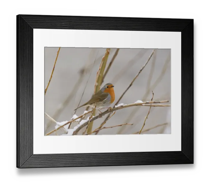 Framed Print : Rotkehlchen (Erithacus rubecula) auf einem schneebedeckten Zweig Framed Print : Rotkehlchen (Erithacus rubecula) auf einem schneebedeckten Zweig