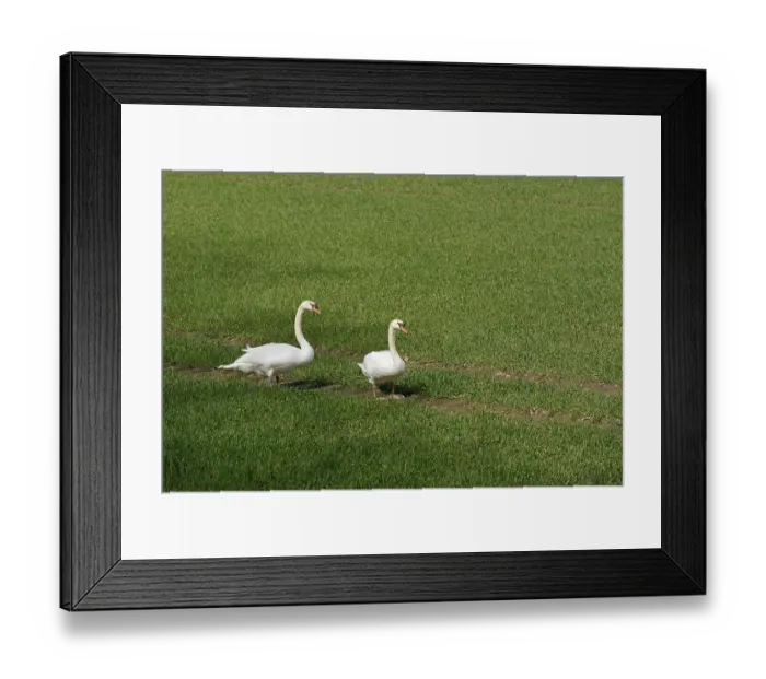 Framed Print : Hockerschwan (Cygnus olor) Framed Print : Hockerschwan (Cygnus olor)