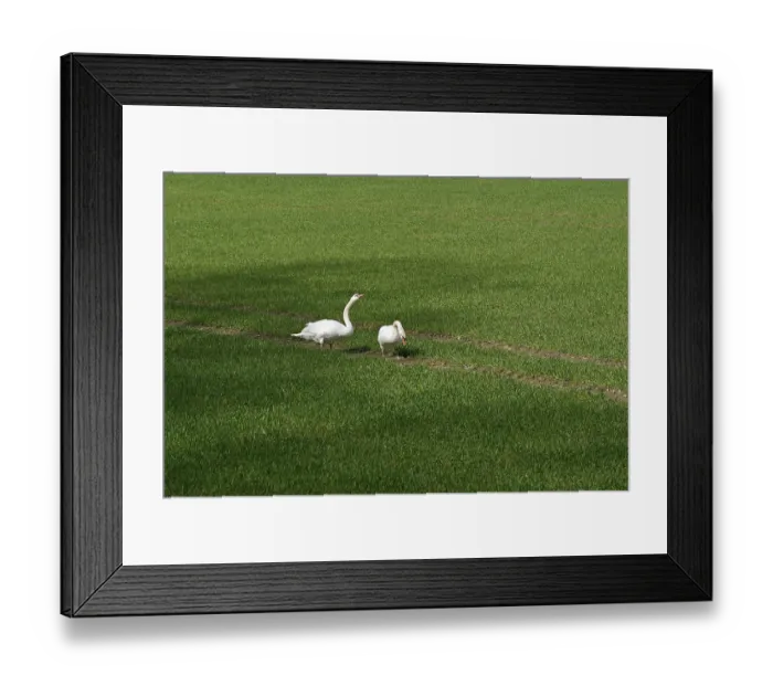 Framed Print : Hockerschwan (Cygnus olor)
