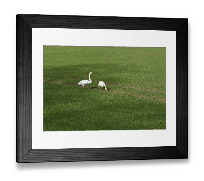 Framed Print : Hockerschwan (Cygnus olor) Framed Print : Hockerschwan (Cygnus olor)