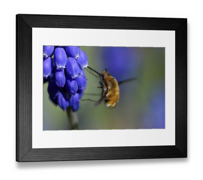 Framed Print : ibxcwe08854051.jpg